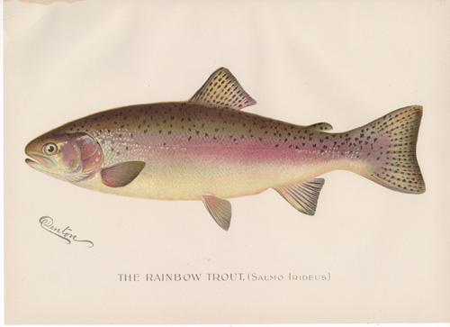Denton fish lithograph from 1896